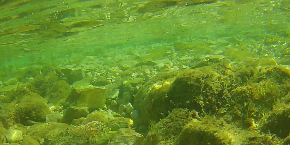 Nasip od dohrane među škrapama