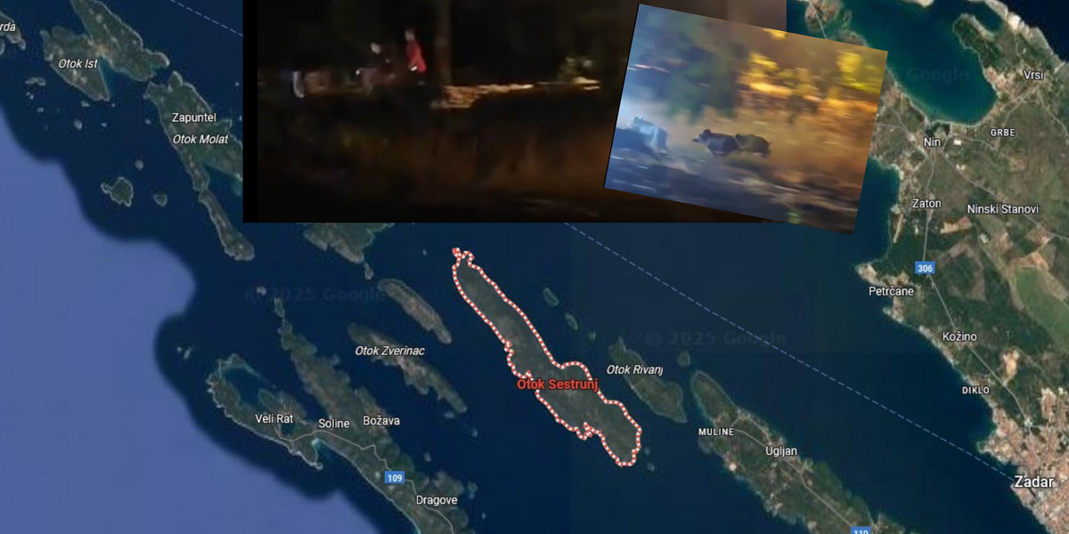 Na otocima Molatu i Sestrunju djeca bježe od divljih svinja 